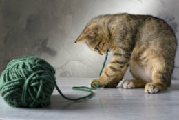 Kedilerin İple Oynaması: Kediler Neden İple Oynamayı Sever?