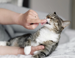 Kedilerle Bağ Kurmak: Duygusal Yakınlık Nasıl kurulur