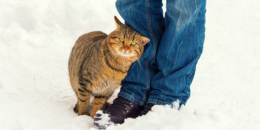 Kedilerin Sürtünmesi: Kediler Neden Sürtünür?