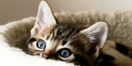 Yavru Kediler Nasıl Uyur: Yavru Kedi Kaç Saat Uyur?