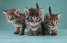 Tekir Kedi İsimleri: Dişi ve Erkek Tekir Kedi İsimleri