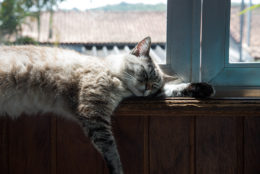Kedilerde Grip Nedenleri: Kedi Gribi Nasıl Geçer?