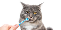 Kedilerde Diş Bakımı İpuçları