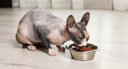 Tüysüz Kediler Ne Yer: Tüysüz Kedilerde Beslenme