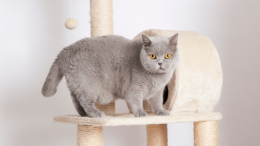British Shorthair Kedi Hakkında Bilinmesi Gerekenler
