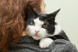 Kedilerde Böbrek Taşı: Nedenleri, Belirtileri ve Tedavisi