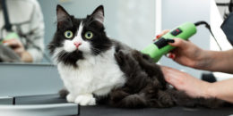 Kedileri Tıraş Etme Püf Noktaları: Kedi Tıraşı Nasıl Yapılır