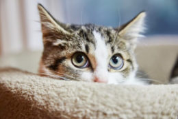 Kedilerde Stres Azaltma Yolları: Kedi Stresi Nasıl Geçer