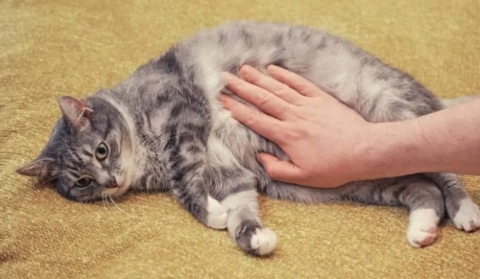 Acı Çeken Kedi Nasıl Anlaşılır?