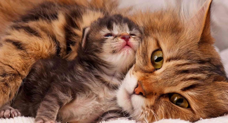 Anne Kediler Yavrularını Ne Zaman Bırakır?