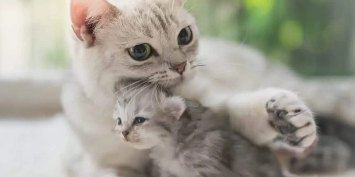 Anne Kedilerin Yavrularını Bırakması