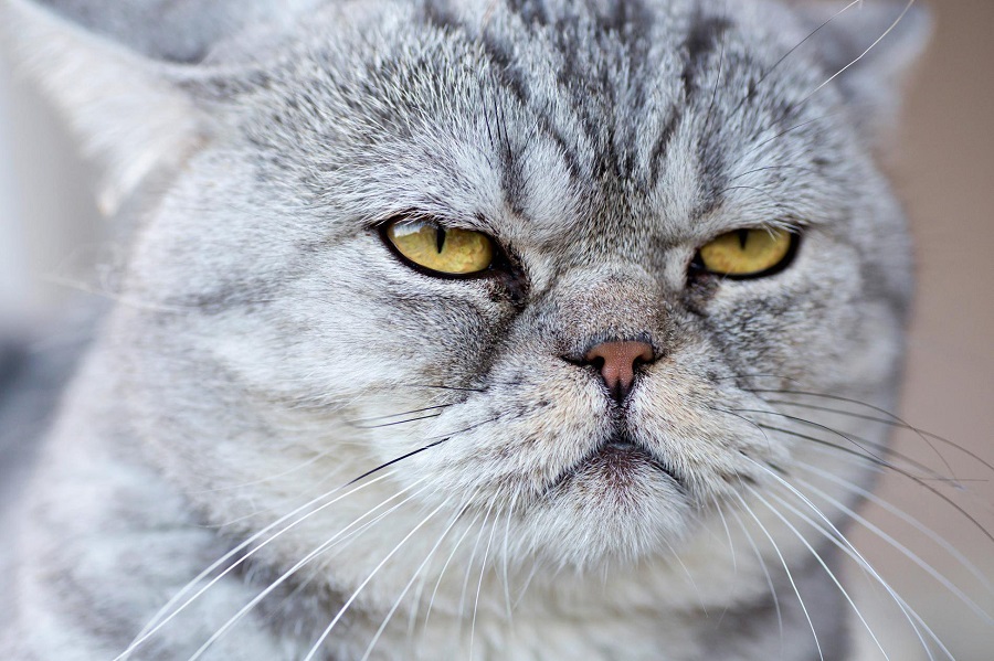 Dişi Kediler Kızgınlığa En Geç Ne Zaman Girer?