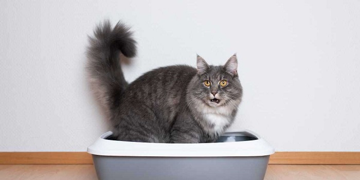 Kedi Tuvaletinde Kum Kullanımı