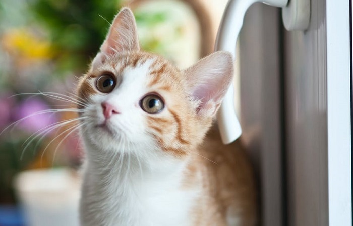 Kedilerde Vetübüler Sendromu Ne Anlama Gelir?