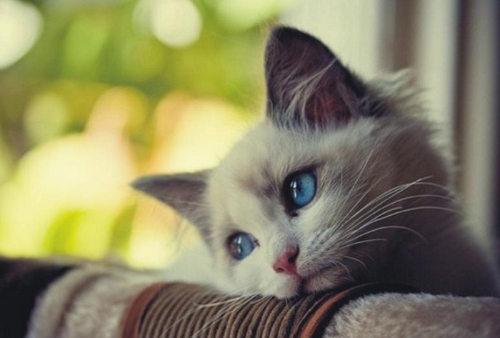 Kedilerde Depresyon Nasıl Önlenebilir?