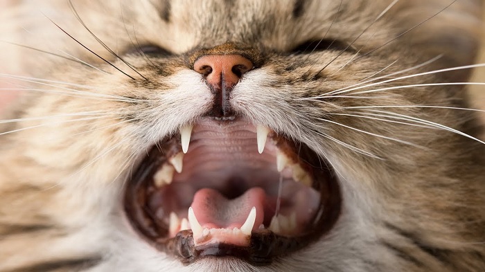 Kedilerde Diş Dökülmesi Hangi Durumlarda Ortaya Çıkar?