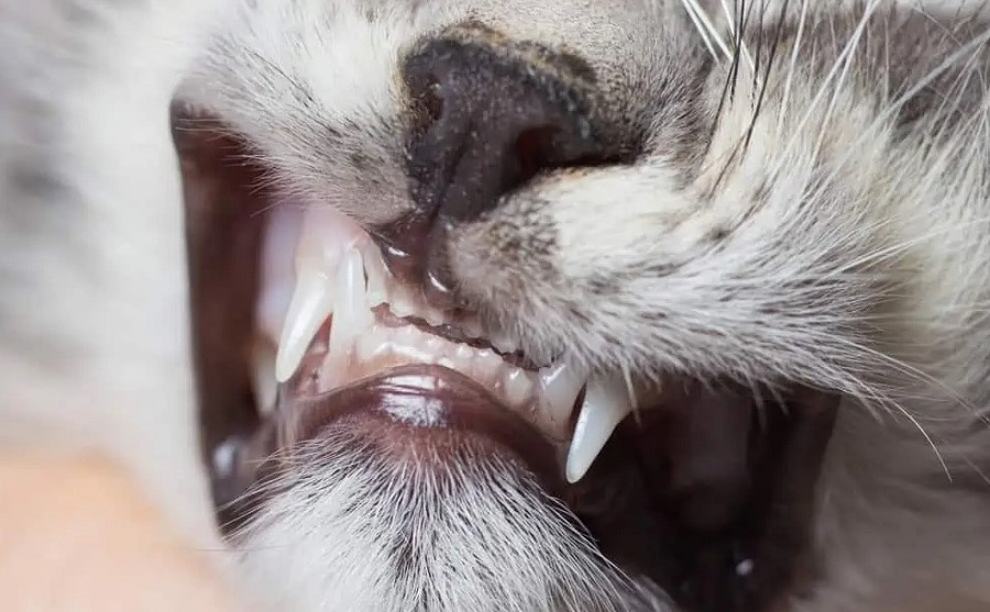 Kedilerde Diş Dökülmesi Nedenleri Nelerdir?