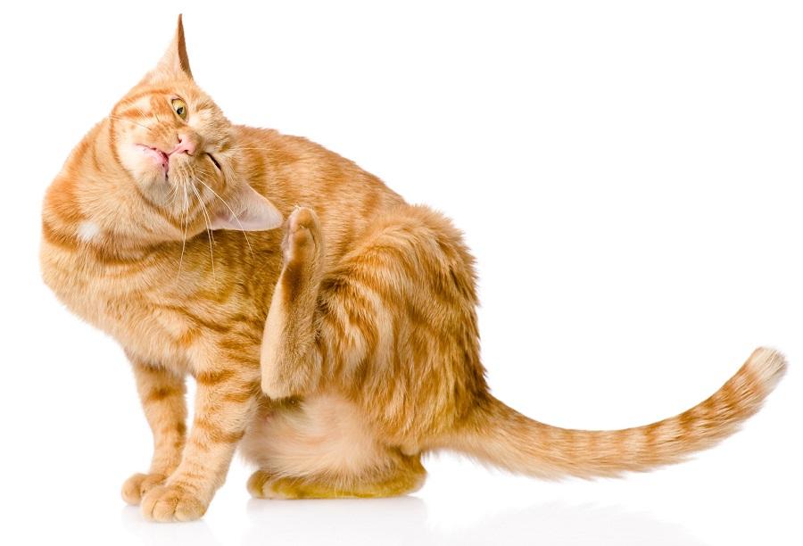Kedilerde Gıda Alerjisi Belirtileri Nelerdir?