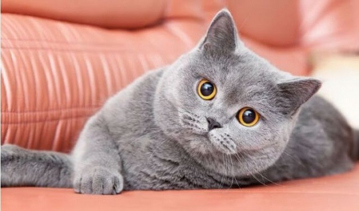 Kedilerde Kabızlık Tedavisi Nasıldır?