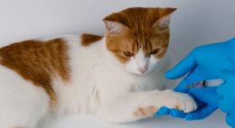 Kedilerde Kalp Kurdu Hastalığı Belirtileri Nelerdir?