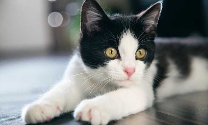 Kedilerde Karaciğer Yağlanması Nasıl Tedavi Edilir?