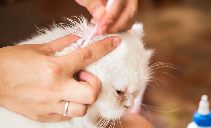 Kedilerde Kulak Temizliği Sırasında Nelere Dikkat Edilmelidir?