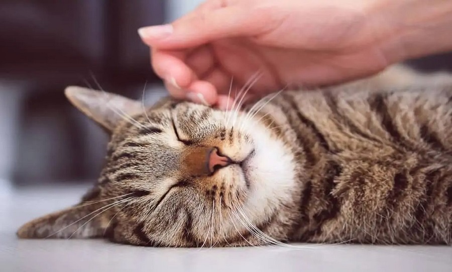 Kedilerde Vetübüler Hastalık Nedenleri Nelerdir?