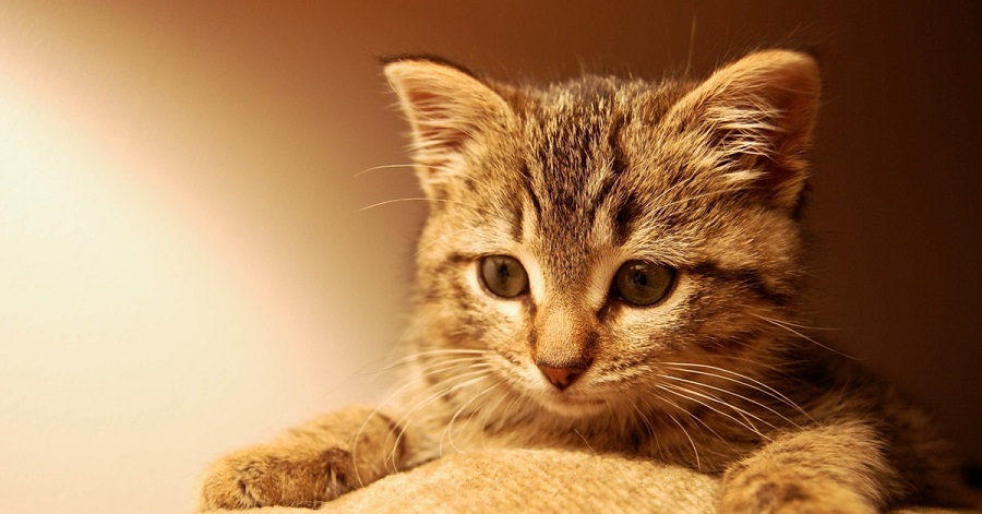 Kedilerde Vitamin Eksikliği Belirtileri Nelerdir?
