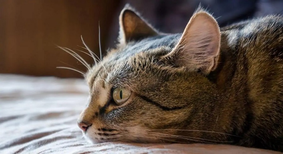 Kedilerde Yumuşak Doku Kanseri Belirtileri Nelerdir?