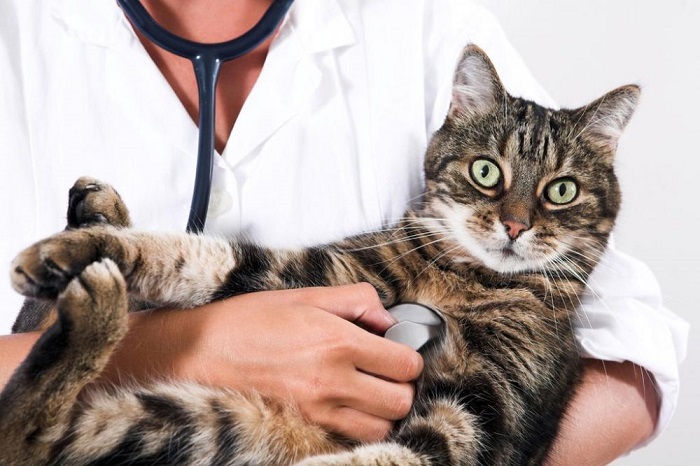 Kedilerde Yumuşak Doku Kanseri Neden Olur?