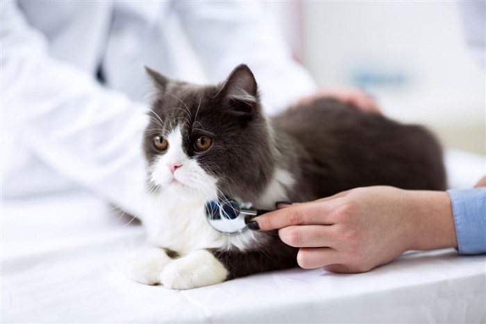 Kedilerin Bağırsak Tıkanmasında Uygulanan Tedavi Yöntemleri