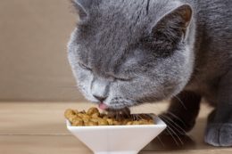 Kedilerin Beslenmesi Nasıldır, Neler Verilmelidir?