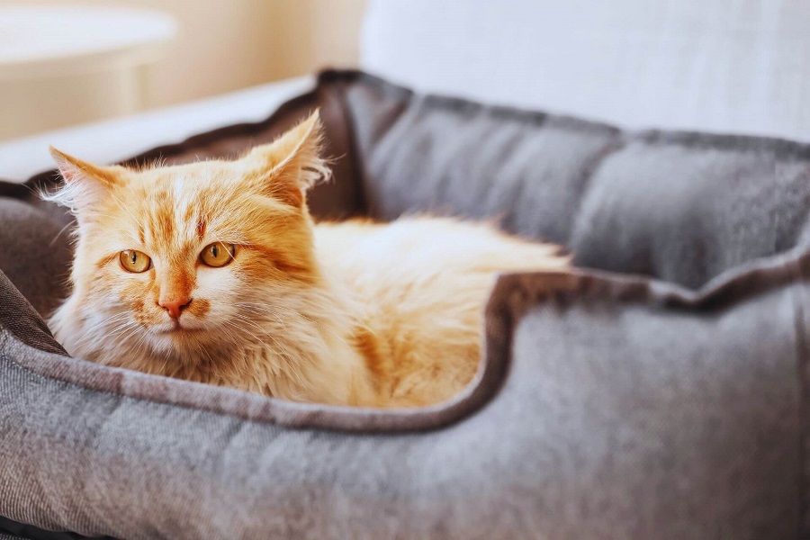 Kedilerin Kedi Yatağına Alışmaları İçin Yapılması Gerekenler Nelerdir?