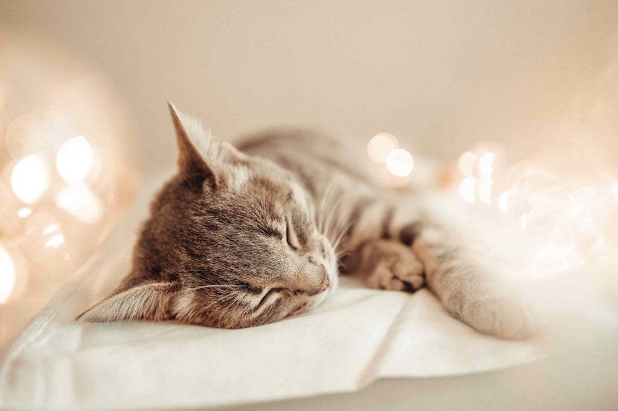 Kedilerin Rahat Uyumaları İçin Yapılacaklar Nelerdir?
