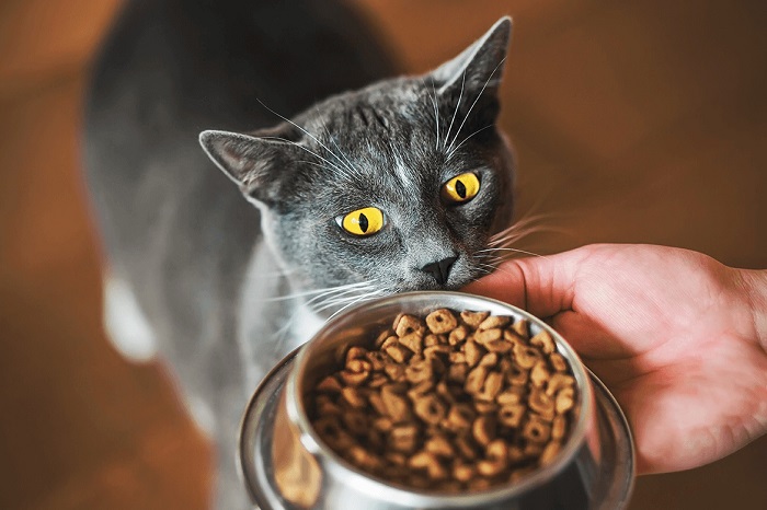 Kedilerin Yememesi Gereken Yiyecekler Nelerdir?