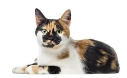 Amerikan Polidaktil Kedi Irkı Özellikleri, Karakteri, Bakımı ve Beslenmesi