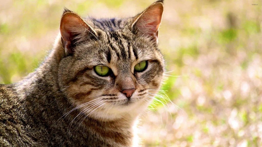 California Spangled Kedi Irkı Özellikleri, Karakteri, Bakımı ve Beslenmesi