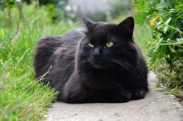 Chantilly Kedi Irkı Özellikleri, Karakteri, Bakımı ve Beslenmesi