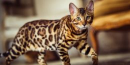 Cheetoh Kedi Irkı Özellikleri, Karakteri, Bakımı ve Beslenmesi
