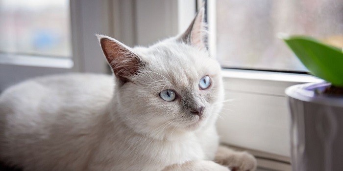 Colorpoint Shorthair Kedi Irkı Eğitimi Nasıl Verilir?