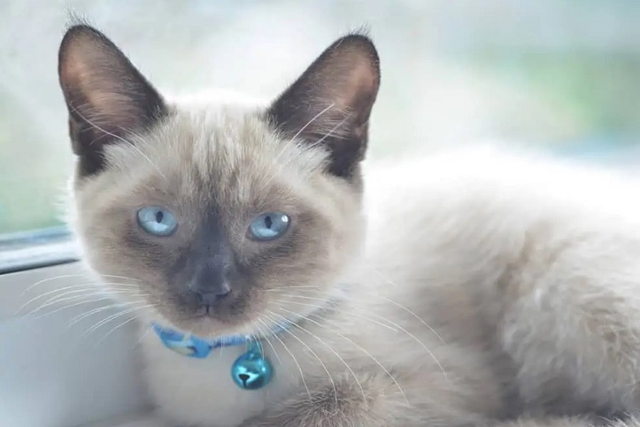 Colorpoint Shorthair Kedi Irkı Özellikleri, Karakteri, Bakımı ve Beslenmesi