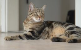 European Shorthair Kedi Irkı Özellikleri, Karakteri, Bakımı ve Beslenmesi