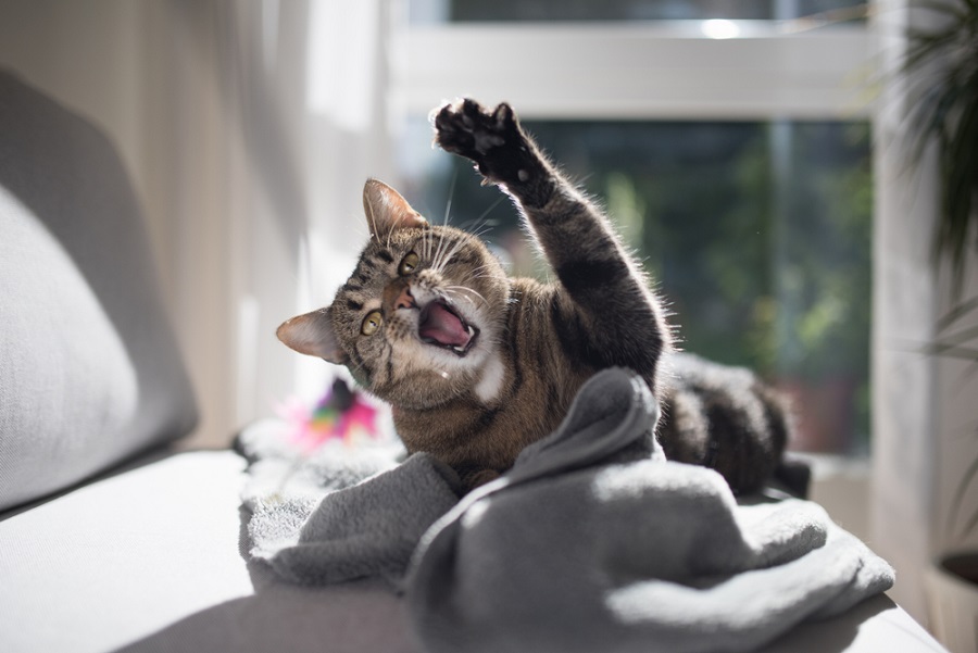 Kedilerin Kızgınlığı Nasıl Geçer?