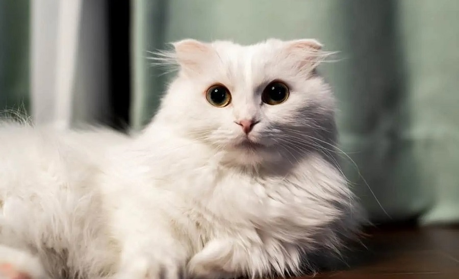 Napolyon Kedi Irkı Özellikleri, Karakteri, Bakımı ve Beslenmesi