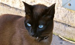 Ojos Azules Kedi Irkı Özellikleri, Karakteri, Bakımı ve Beslenmesi