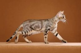 Sokoke Kedi Irkı Özellikleri, Karakteri, Bakımı ve Beslenmesi