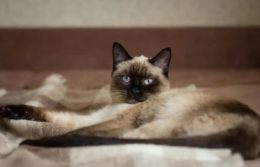 Thai Kedi Irkı Özellikleri, Karakteri, Bakımı ve Beslenmesi