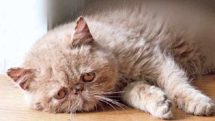 Evde Yalnız Bırakılan Kediler Depresyona Girer Mi?