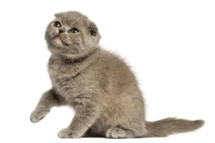 Foldex Kedi Irkı Özellikleri Nelerdir?