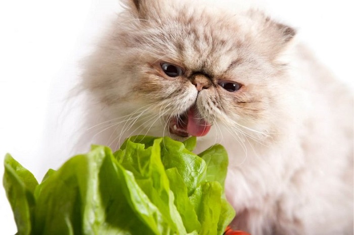 Kediler için Zararlı Olan Sebzeler Hangileridir?